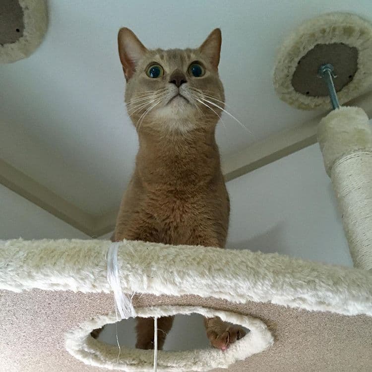cat image
