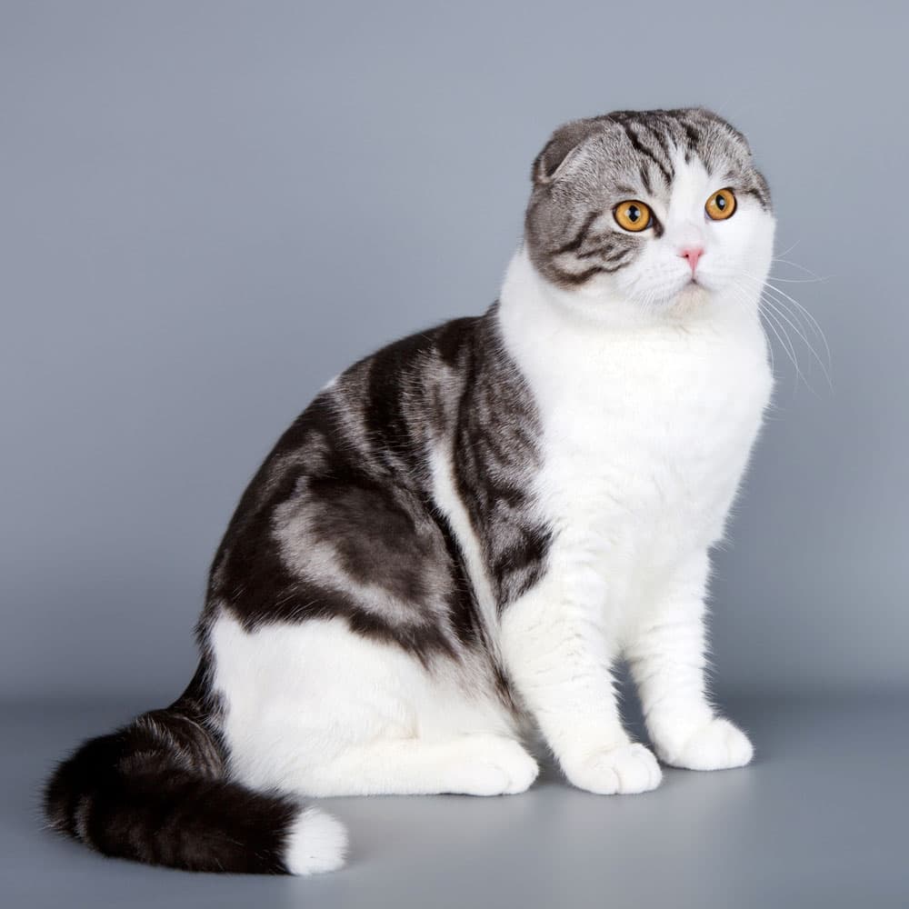 cat image