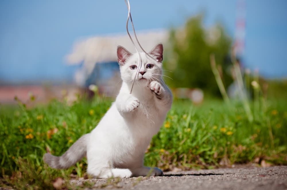 cat image