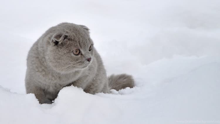 cat image