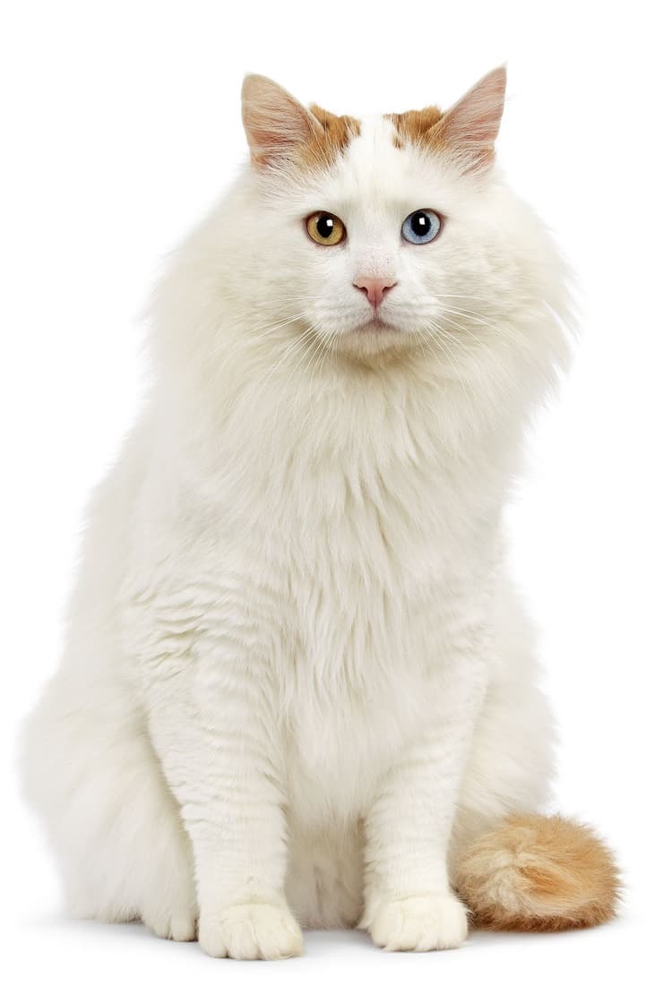 cat image
