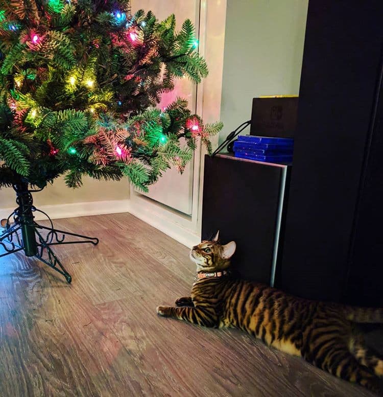 cat image