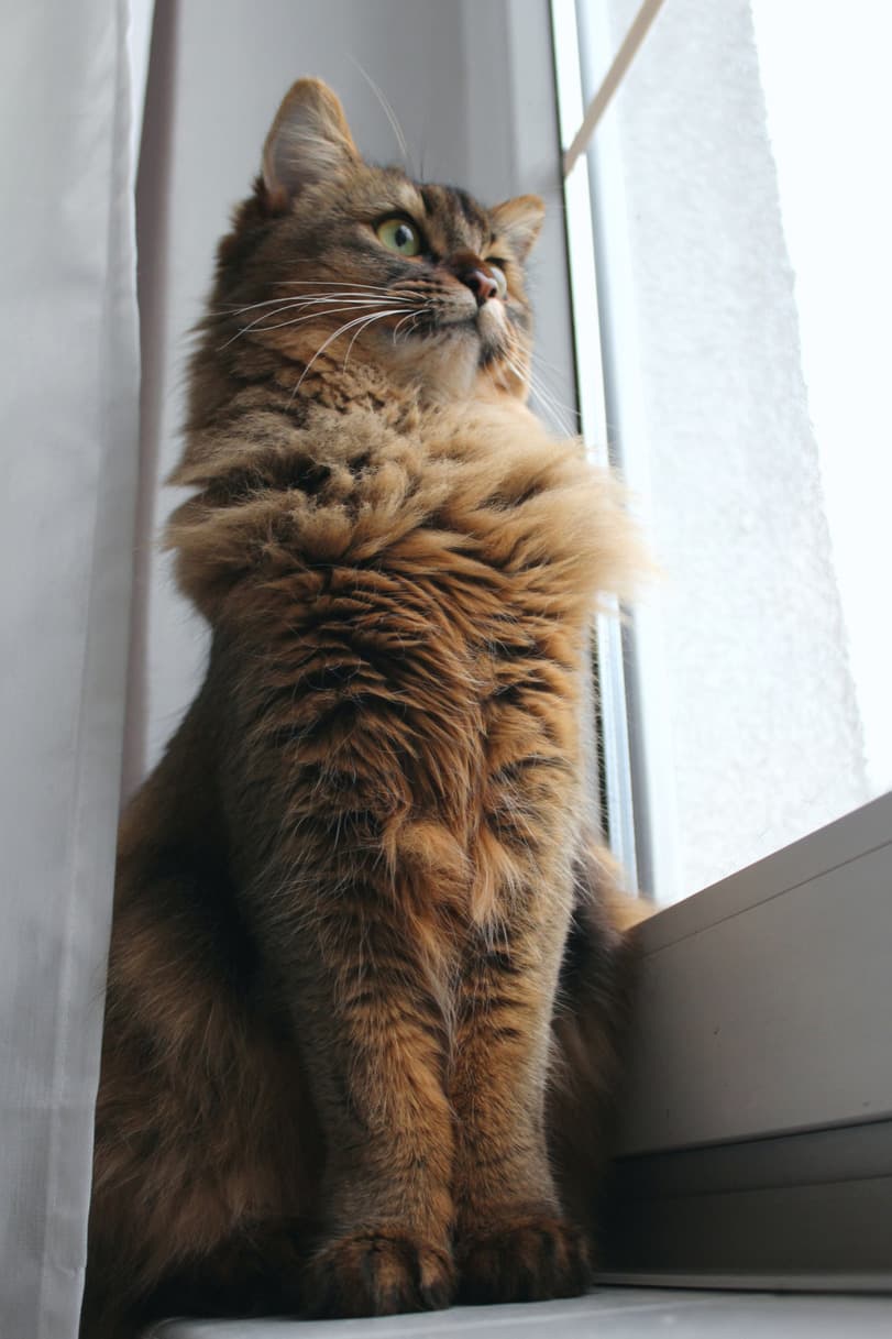 cat image