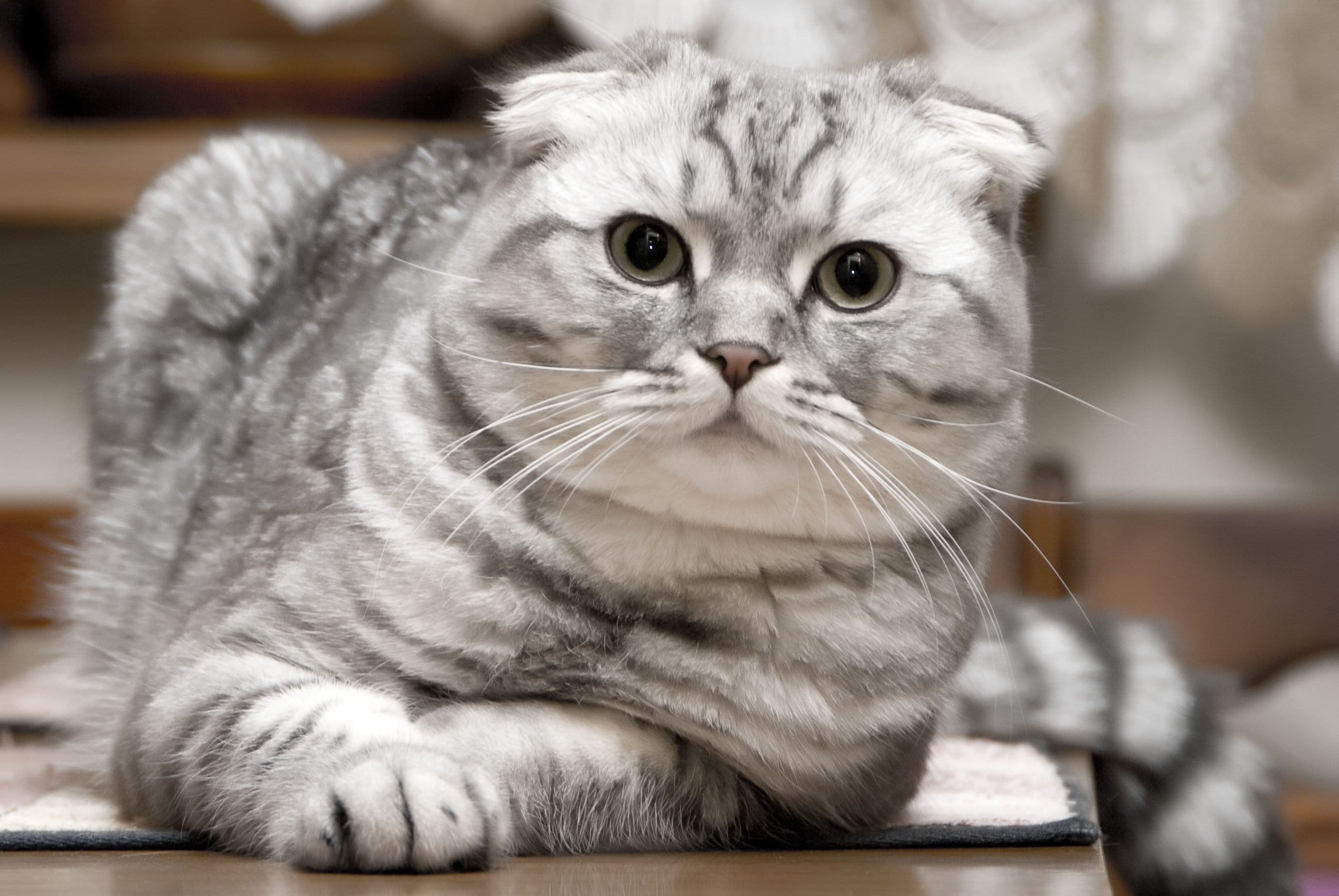 cat image