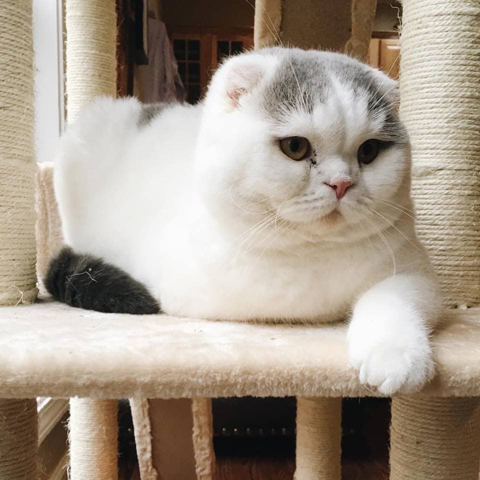 cat image