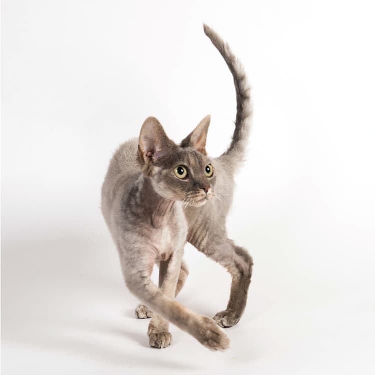 cat image