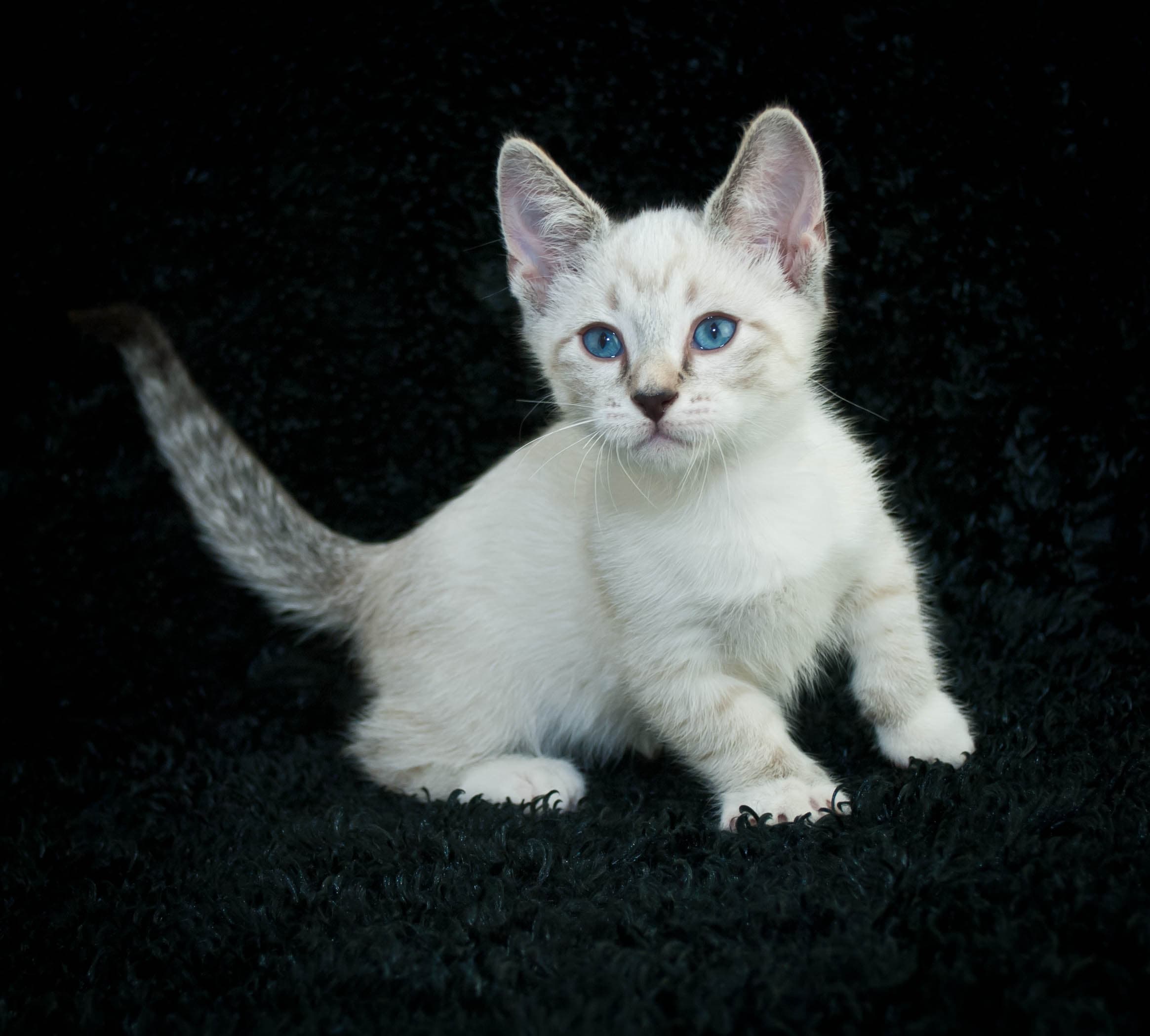 cat image