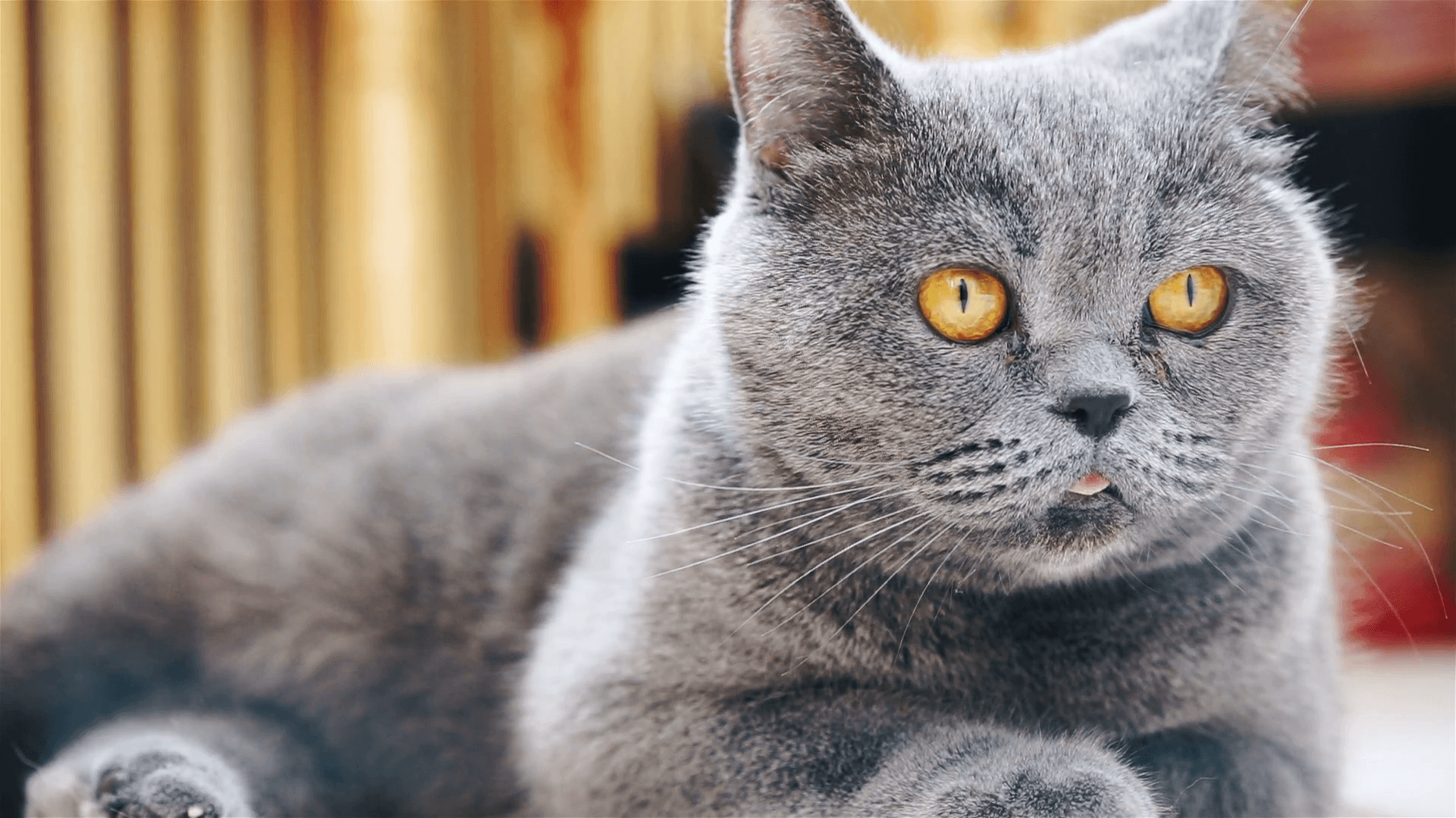 cat image