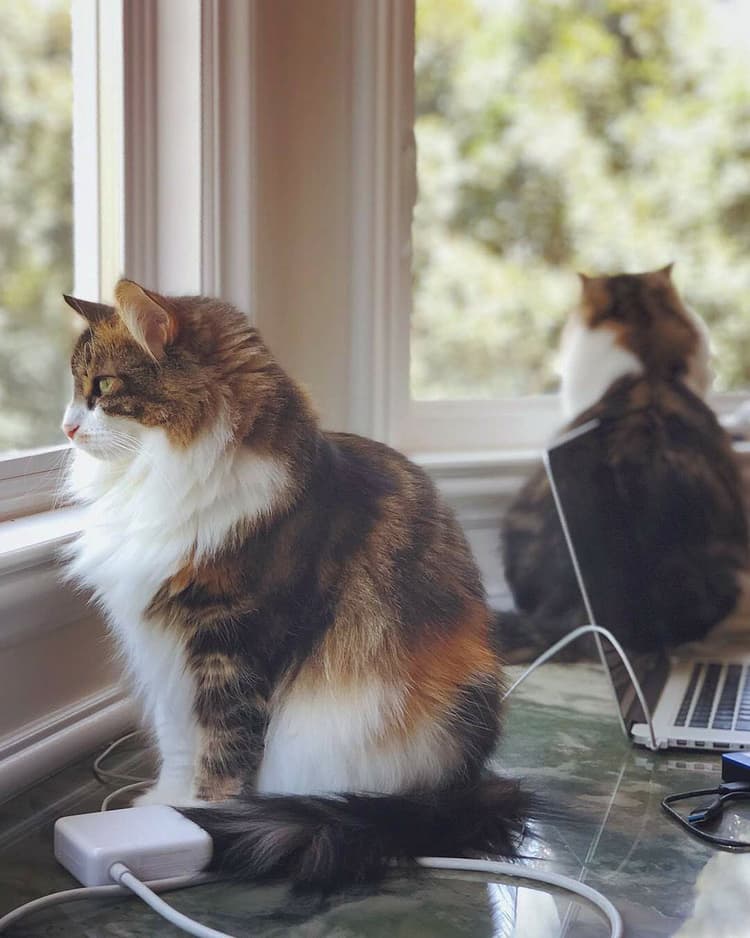 cat image