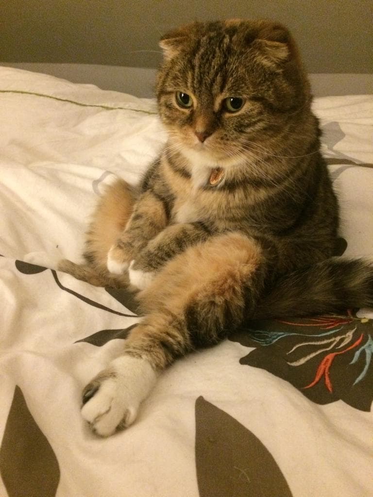 cat image