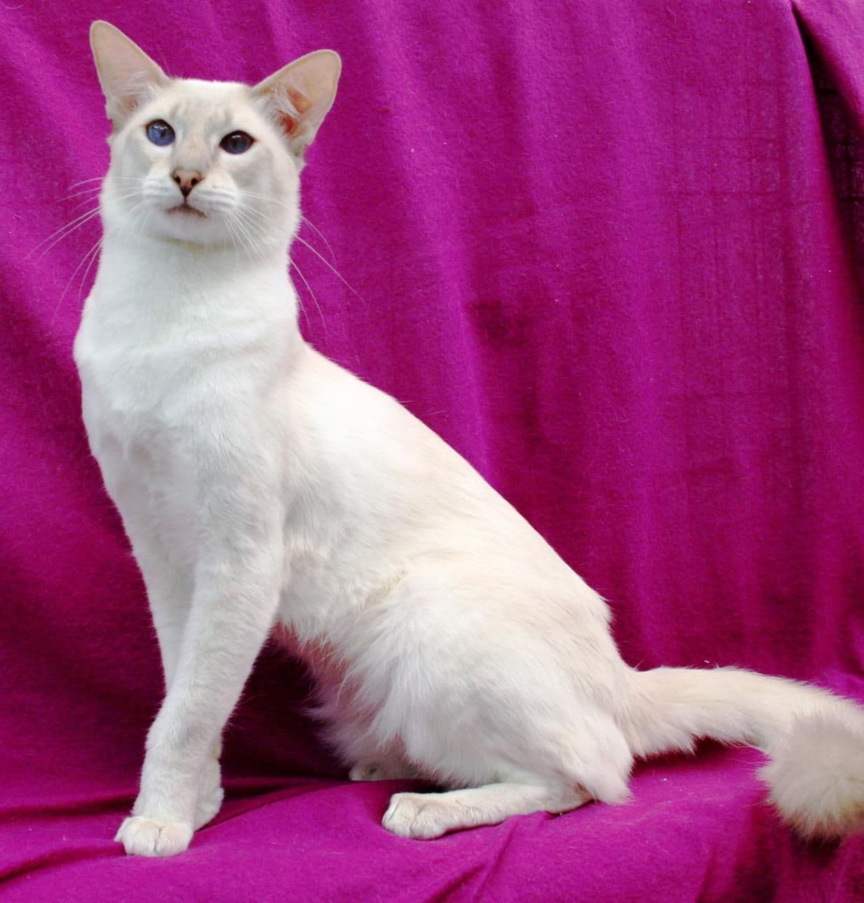 cat image