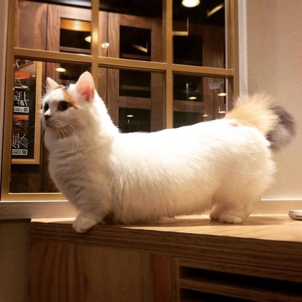 cat image