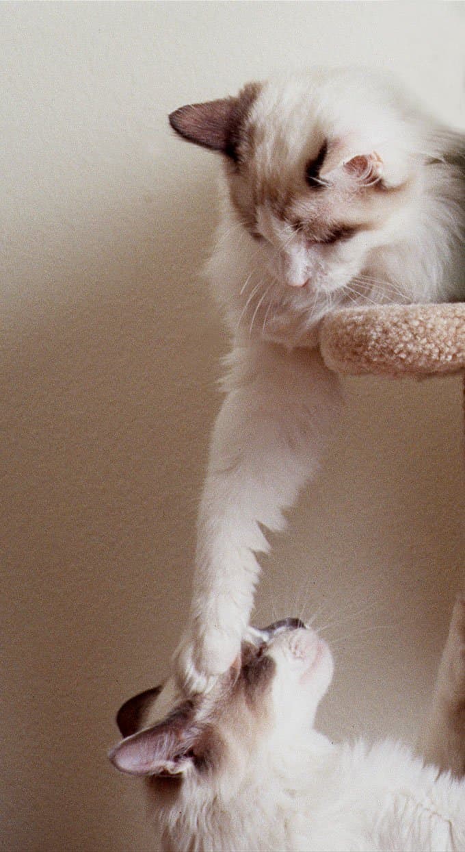 cat image