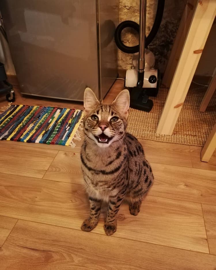 cat image