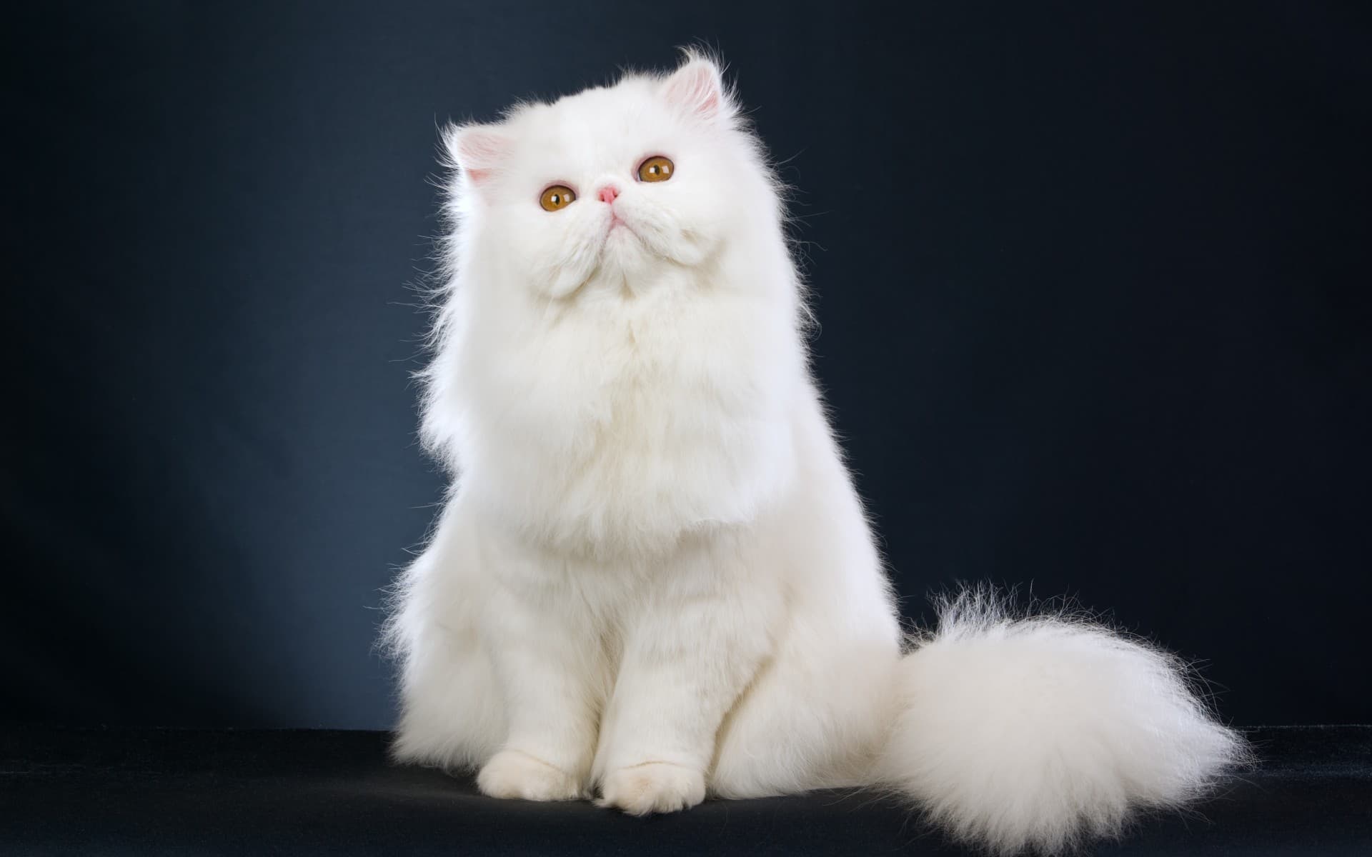 cat image