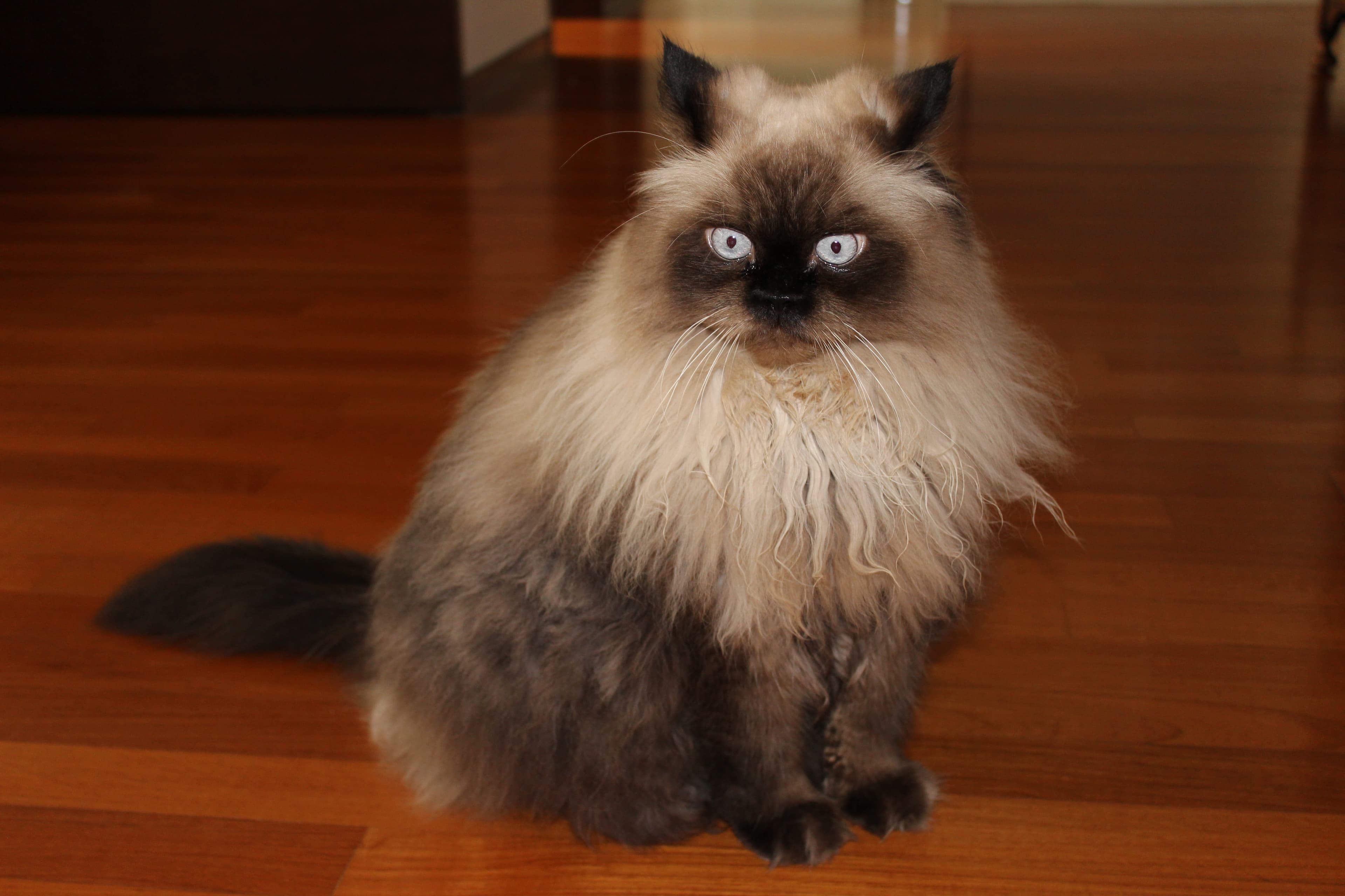 cat image