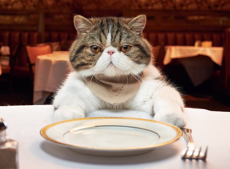 cat image