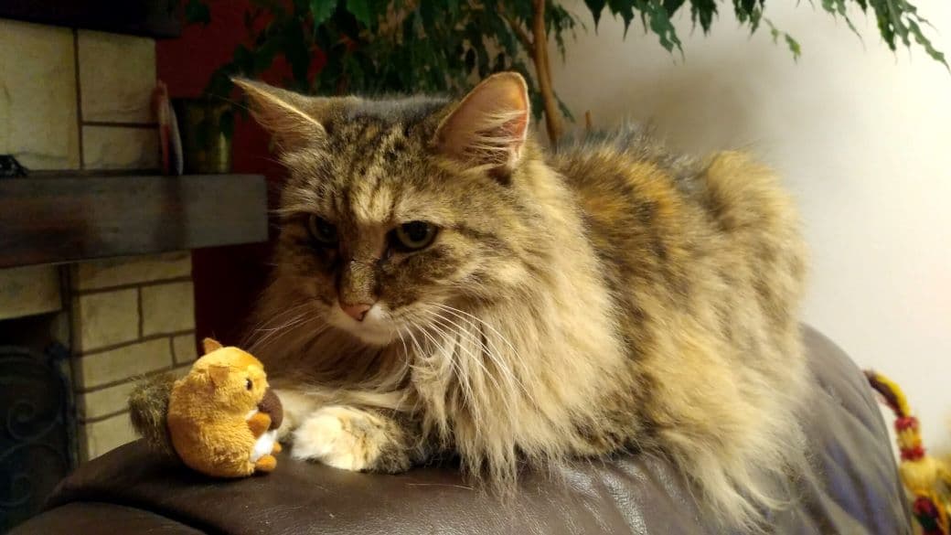 cat image