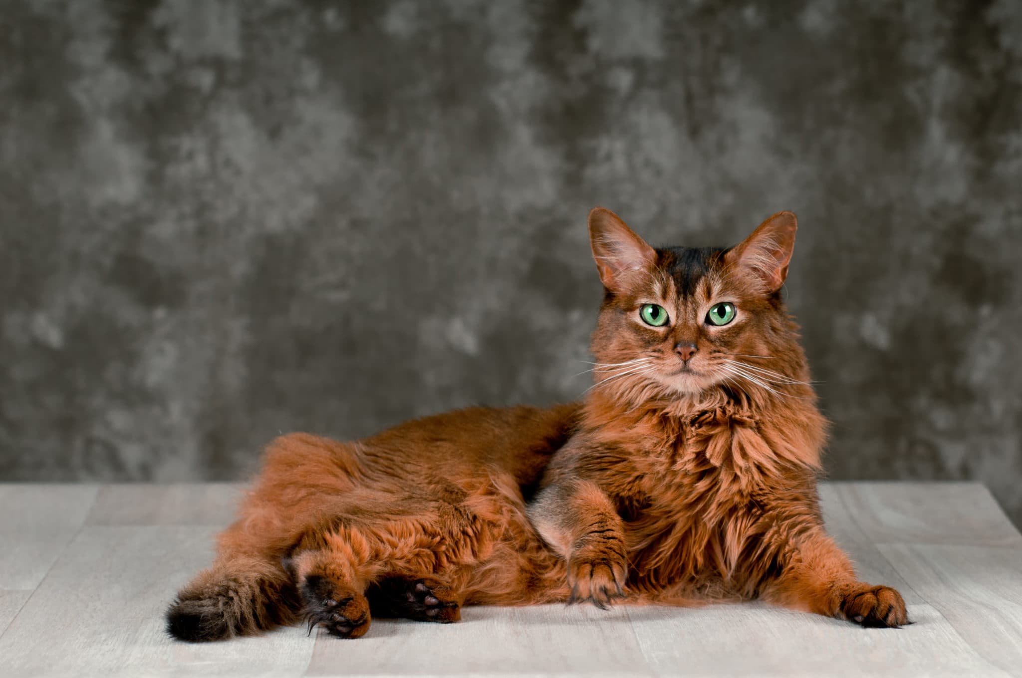 cat image