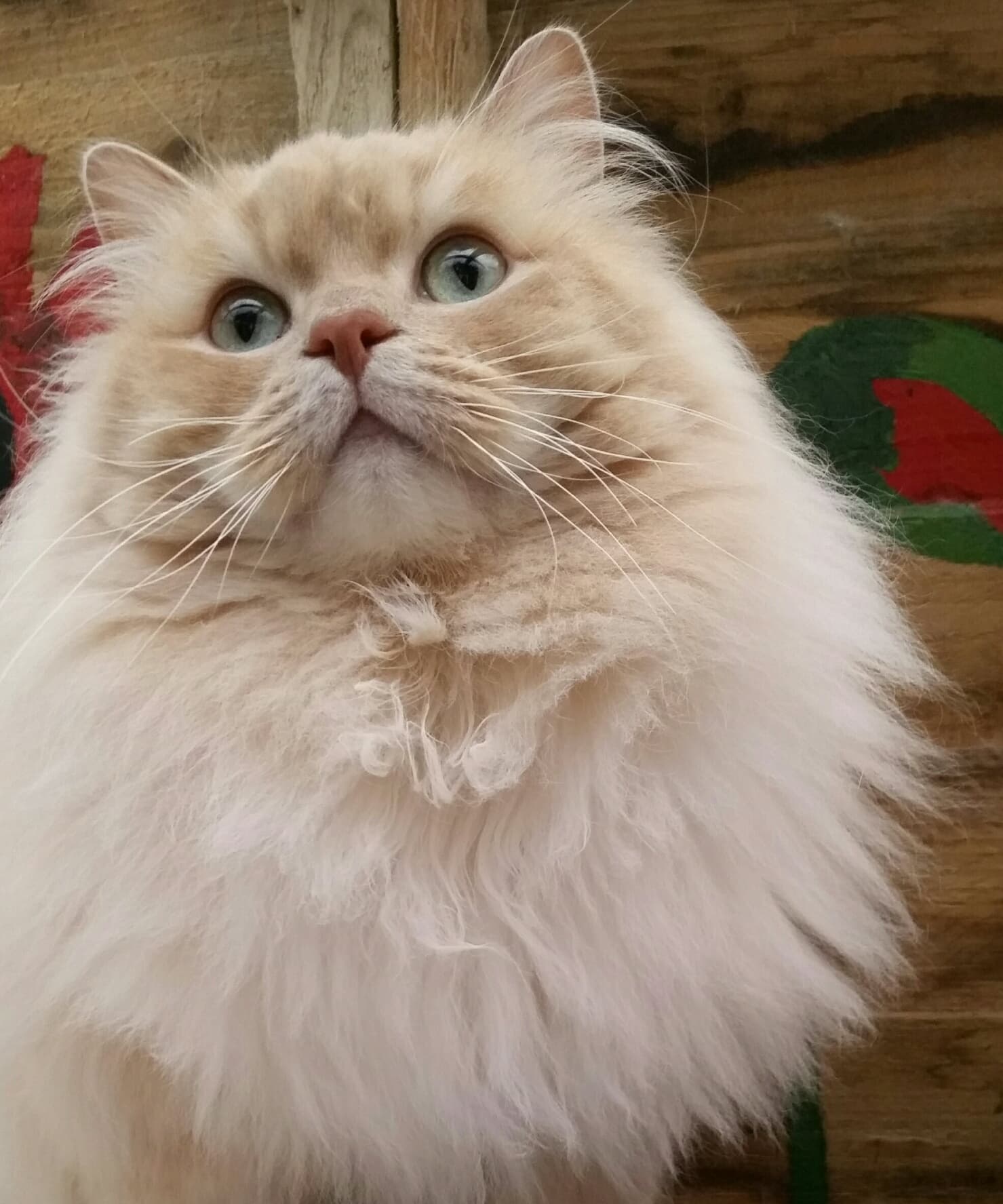 cat image