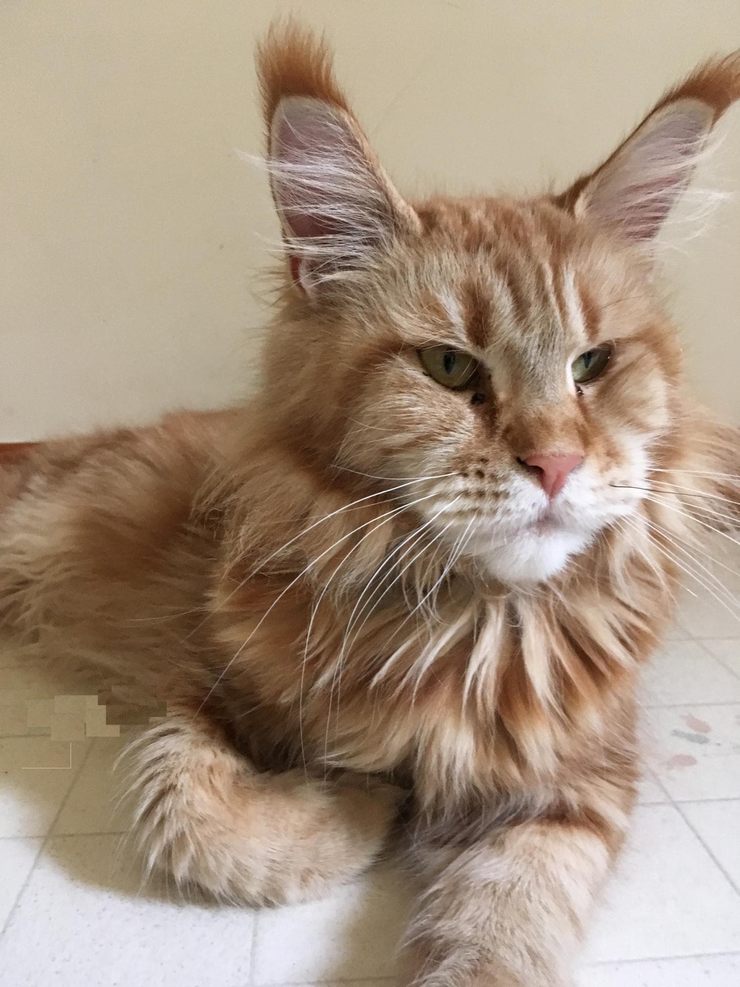 cat image