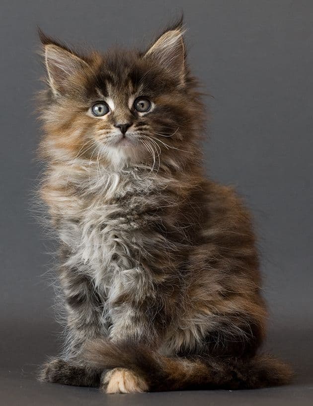 cat image