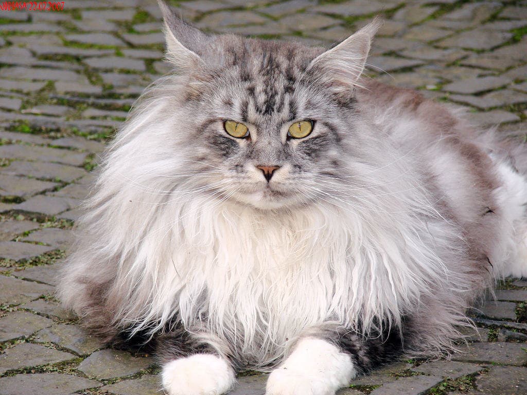 cat image